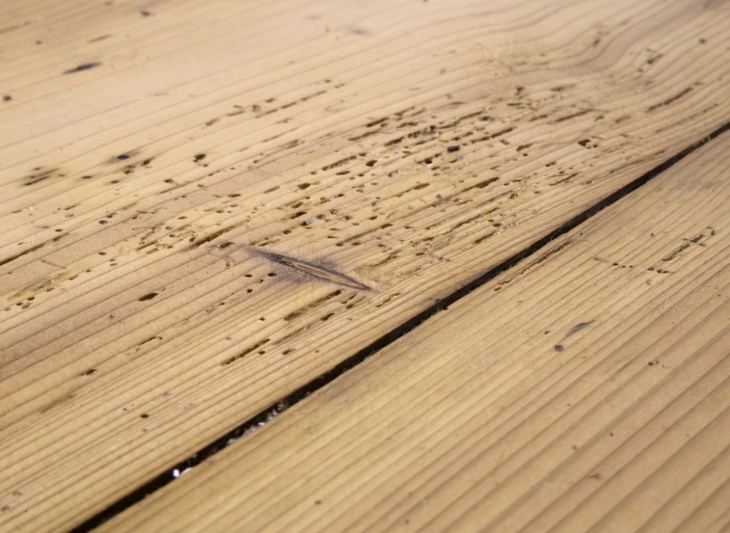 Watch Out for Pests That Can Damage Your Hardwood Floors!