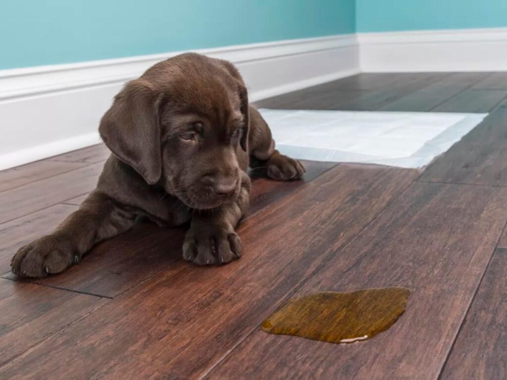 hardwood floors dogs